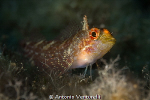Peperoncino fish_2023
(Canon100,1/200,f11,iso100) by Antonio Venturelli 